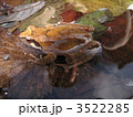 ナガレタゴガエル 3522285