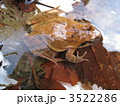 ナガレタゴガエル 3522286