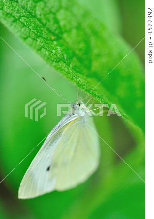 モンシロチョウ モンシロチョウ 3522392