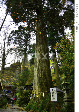 英彦山　高住神社　天狗杉 3522511