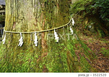 英彦山　高住神社　天狗杉 3522520