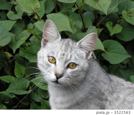 白虎・美猫 3522563