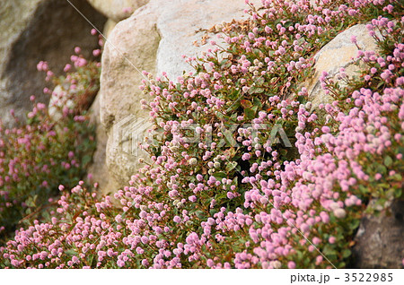 11月 ヒメツルソバ・タデ科17 11月 ヒメツルソバ・タデ科17 3522985