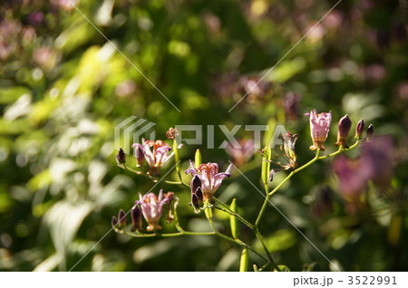 11月　ホトトギス・ユリ科77 3522991