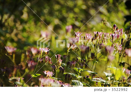 11月　ホトトギス・ユリ科78 3522992