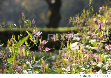 11月　ホトトギス・ユリ科80 3522994