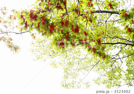 11月実 イイギリ・イイギリ科19 11月実 イイギリ・イイギリ科19 3523002