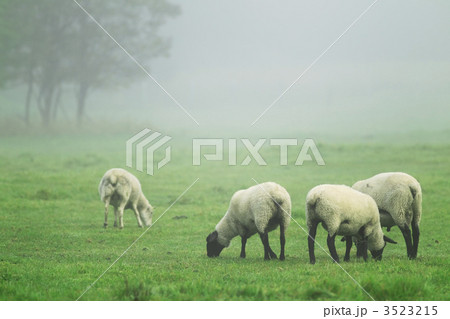 羊 羊 3523215