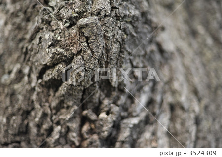 かしわの木 3524309