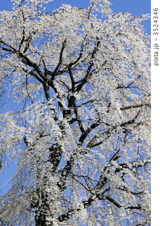 京都　山崎聖天の大きな枝垂れ桜 3524346