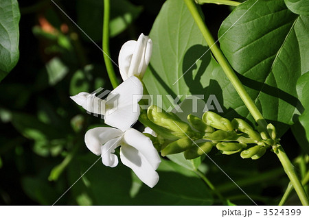 ナタマメ花 3524399
