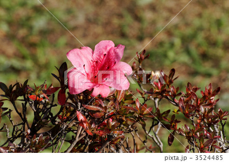 秋に咲いた垣根のピンク色のサツキの花と木の葉の紅葉の写真素材