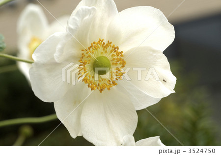 シュウメイギク 3524750