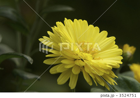 菊の花 菊の花 3524751