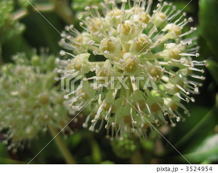 ヤツデの花　蜜がキラキラ 3524954