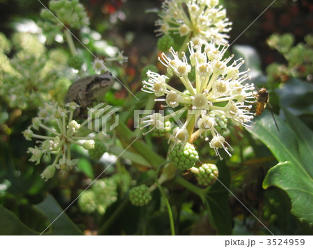 ヤツデの花とアブと蛙 ヤツデの花とアブと蛙 3524959