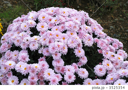 満開鮮やか南足柄ざる菊 満開鮮やか南足柄ざる菊 3525354