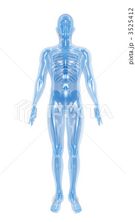人体 骨格 透過のイラスト素材