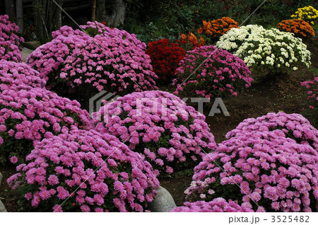 満開鮮やか南足柄ざる菊 満開鮮やか南足柄ざる菊 3525482