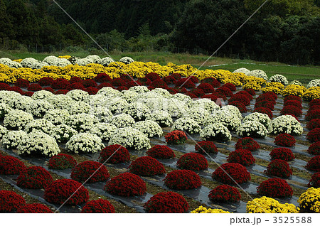 満開鮮やか南足柄ざる菊 満開鮮やか南足柄ざる菊 3525588