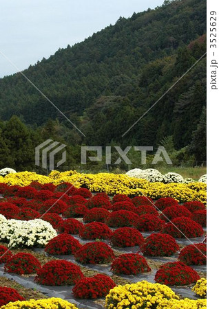 満開鮮やか南足柄ざる菊 満開鮮やか南足柄ざる菊 3525629