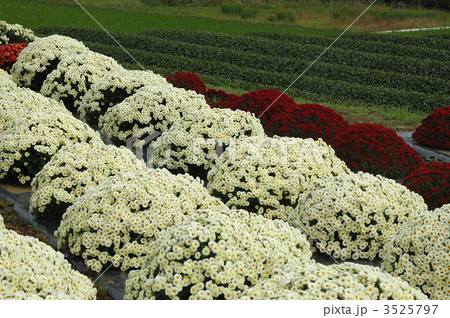 満開鮮やか南足柄ざる菊 満開鮮やか南足柄ざる菊 3525797