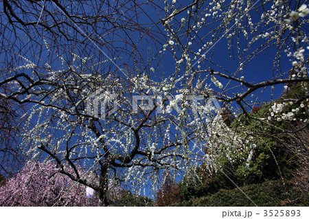 しだれ梅 3525893