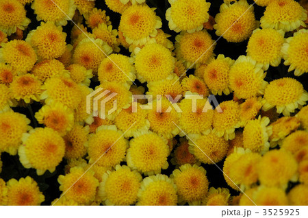 満開鮮やか南足柄ざる菊 満開鮮やか南足柄ざる菊 3525925