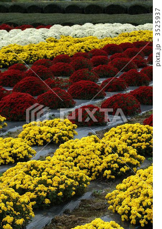 満開鮮やか南足柄ざる菊 3525937