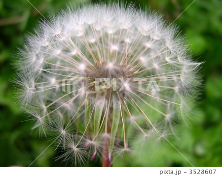 dandelion 3528607