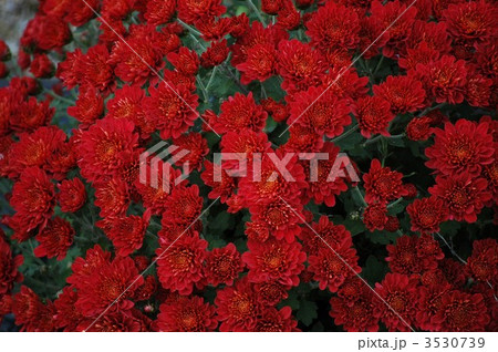 満開鮮やか南足柄ざる菊 満開鮮やか南足柄ざる菊 3530739