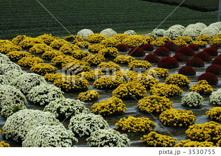 満開鮮やか南足柄ざる菊 満開鮮やか南足柄ざる菊 3530755