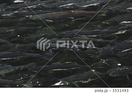 カラフトマス 3531493