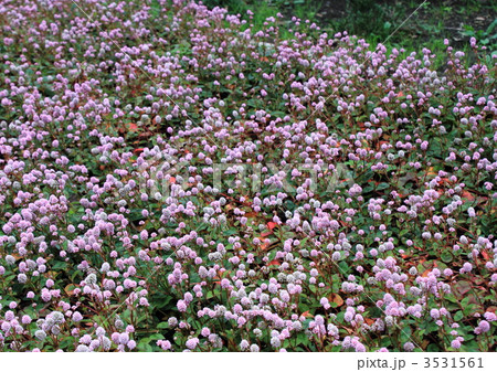 ひめつるそば(姫蔓蕎麦)の群生 ひめつるそば(姫蔓蕎麦)の群生 3531561