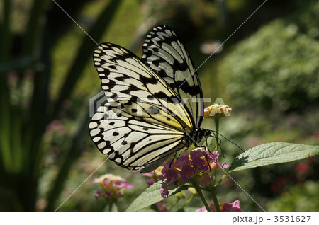 オオゴマダラ 3531627