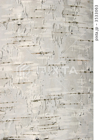 birch texture 3533063