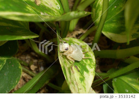 脱皮直後の白いコオロギの写真素材