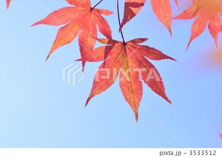 オオモミジの紅葉 オオモミジの紅葉 3533512