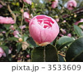 山茶花の蕾 3533609