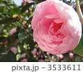 山茶花 3533611