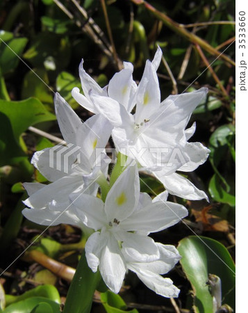 白いホテイアオイ 3533660