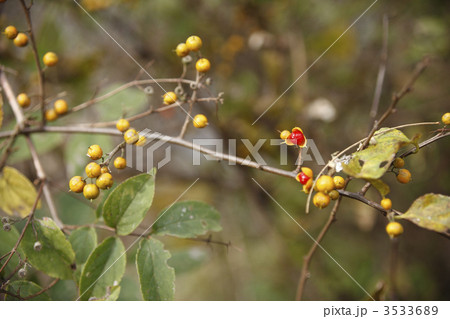 ツルウメモドキ ツルウメモドキ 3533689