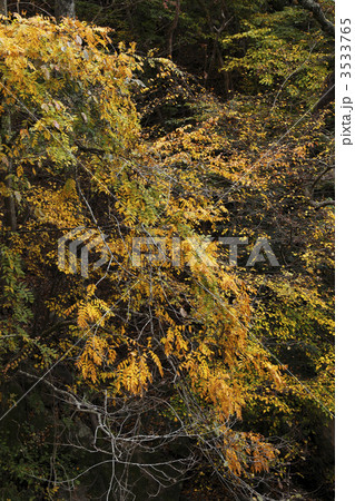 崖の秋 3533765