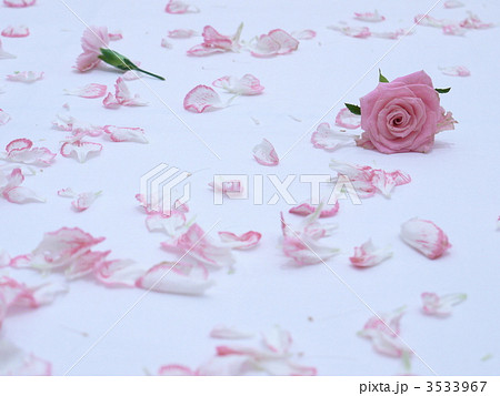 バラとカーネーション 3533967