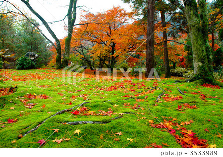 紅葉の宝厳院 紅葉の宝厳院 3533989