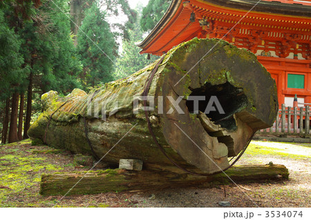 倒壊した夫婦杉と三重塔 倒壊した夫婦杉と三重塔 3534074