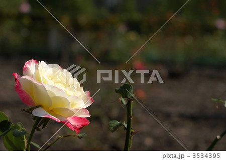 ダブル・デライト 3534395