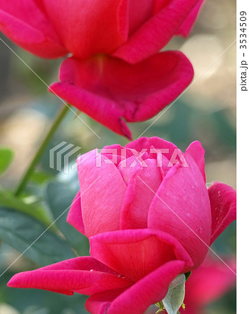 マリア・カラス マリア・カラス 3534509