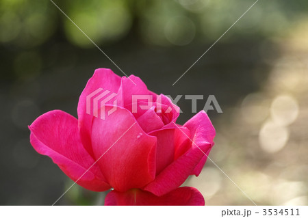 マリア・カラス マリア・カラス 3534511