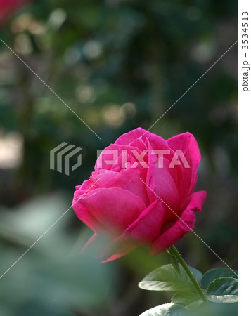 マリア・カラス マリア・カラス 3534513